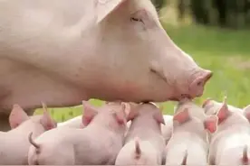 母猪产后为什么不尿？解决方法图片