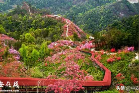 春游江淮请您来：岳西天峡千亩杜鹃花开迎客来图片