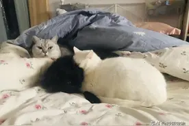 白猫和黑猫相亲相爱，却让灰猫当电灯泡，这主人也不太厚道了吧图片