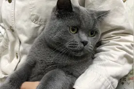 路上看到流浪猫，可以直接抱回家吗？如何正确收养一只流浪猫？视频封面