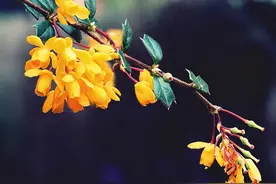 余秀华：“一个女人，不把感情当成全部，她就是王者”图片