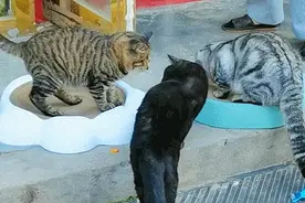 13岁的狸花猫因睡姿妖娆走红全网，背后的故事让人泪目图片