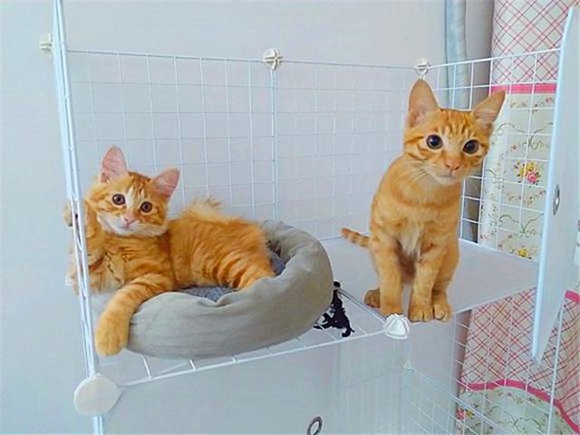 纯种黄狸猫多少钱一只,黄狸其实也是橘猫,相比宠物大橘而言,它更适合