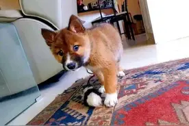 小狗主动求收养，男子越养越“不对劲”，兽医：不是普通狗图片