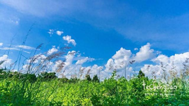 特呈岛攻略(特呈岛必须买门票吗)