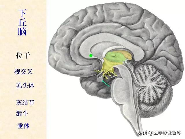 脑干、小脑及间脑解剖