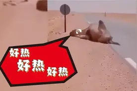 阿尔及利亚60℃高温热晕骆驼图片