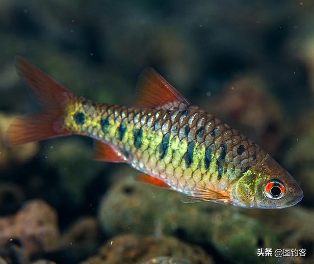 生鱼又叫什么鱼 生鱼又叫什么鱼图片_品学知识网