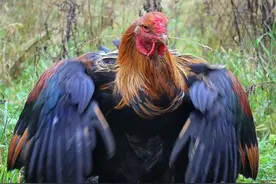 没有最大，只有更大，看完涨知识，给孩子科普顶呱呱图片