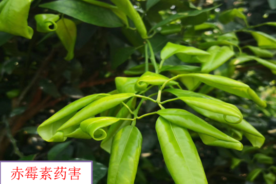 赤霉素使用不当会出现粗皮果，卖价比别人低1块，保果需科学使用