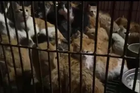 江门猫狗事件：“猫不是用来吃用来干嘛？做你爷吗？”图片