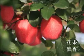 揭个底，正当红的苹果新品种“瑞香红”有什么缺点？图片
