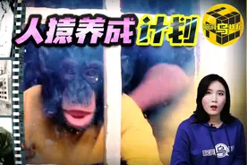 一场尝试把猩猩培养成人类的实验 究竟出现了怎样令人震惊的结果图片