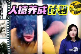 一场尝试把猩猩培养成人类的实验 究竟出现了怎样令人震惊的结果图片