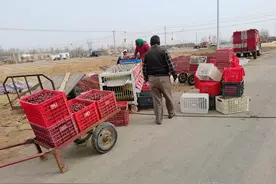 收购商刻意压价，一些农民这样干，红枣价格不跌才怪，都干缺德事图片