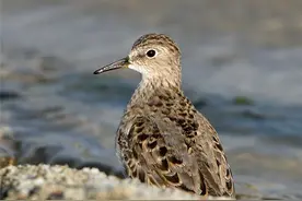 鸟中好爸爸！雌鸟只负责下蛋，孵卵与育幼的任务全留给雄鸟图片