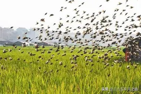 麻雀“泛滥成灾”，一天吃粮食千斤，农民从麻雀口中夺粮又要上演图片