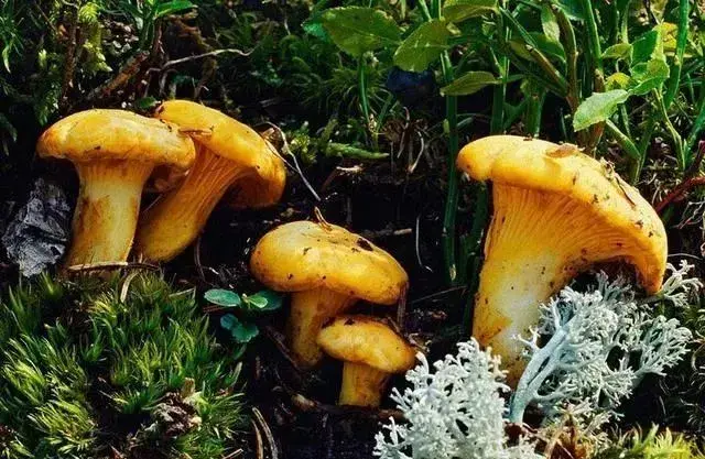 云南10种野生菌，你最喜欢吃哪几个？