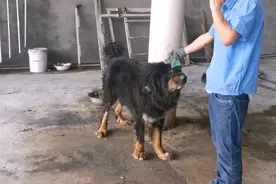 四川：不到1米的铁链锁了它十年，看了十年厂，到最后却一文不值图片