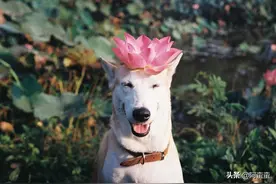 打骂、惩罚狗狗有用吗？看看训练狗的5个正确方法图片