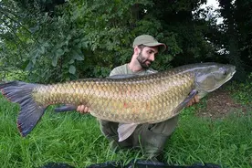 草鱼习性大揭秘图片