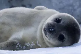 你听说过“一鸭二豹三熊四企鹅”吗？动物界的王者，呱呱叫的鸭子图片