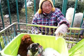 老祖宗选狗方法：用这5个“妙招”，选到的狗狗基本不会差图片