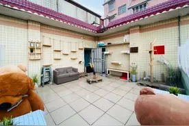 废木爆改破旧出租屋天台变「猫乐园」图片