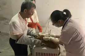 如何让人和流浪猫在社区和谐相处？浦东这个街道“有一套”图片