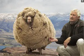 这只羊为逃避剪羊毛，隐居6年胖成球，剪掉毛后帅的拿到选美冠军图片