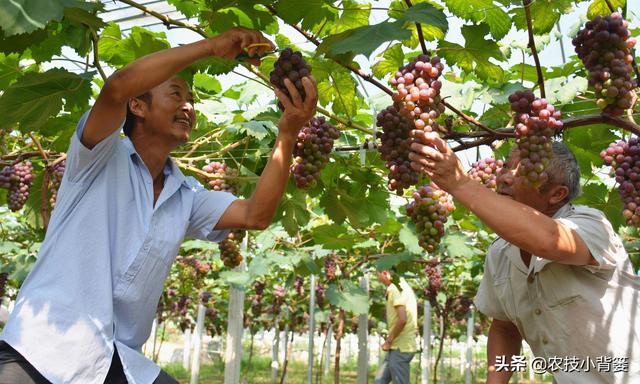 葡萄大小粒，产量品质双降低！7种诱发原因、8种防治方法记心底