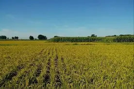 年轻人，奉劝你不要轻易回农村图片