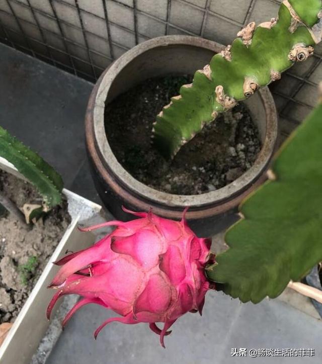 火龙果是可以在家里盆栽的，只要你养得好，一年可以结果11次左右