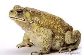 农村现在癞蛤蟆越来越少，有4个原因起作用，使生态环境发生改变图片