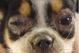 狗瘟为什么这么致命？初次养宠的铲屎官你们了解碰到过它吗？图片