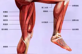 如何安排腿部训练？注意4点，从这一组徒手动作开始图片