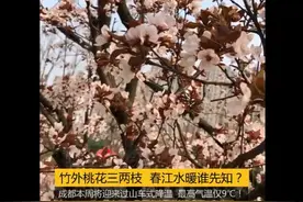 竹外桃花三两枝 春江水暖谁先知？成都本周将迎来过山车式降温 最高气温仅9℃图片