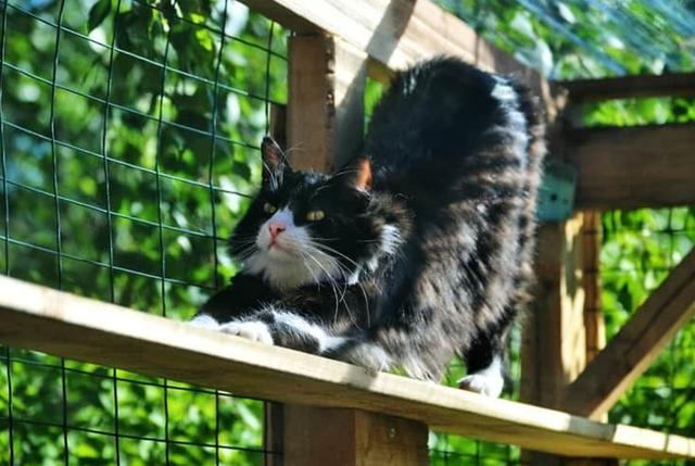 猫咪逃跑了还会回来吗？铲屎官应该学会这些防止猫咪偷跑出去