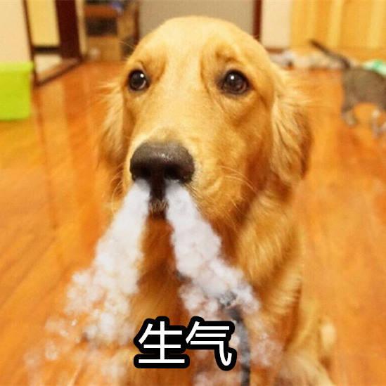 想要那个动物的表情包,请留言,下期会更新.