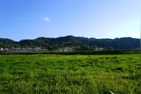 8月初秋的绿色草场，我想去放牛图片