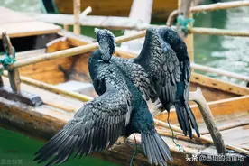 不知丰县复新河上的“鱼鹰”，如今还有没有？图片