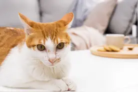 喜欢温润可爱的小奶猫还是超级粘人的小奶猫还是俏皮可爱的小奶猫图片