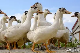 鸭子瘫痪，拉水，久治不愈，都是些疾病导致的图片