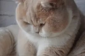 喵八家族，在家打打趣，聊聊天图片