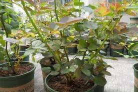 对待月季苗要“心狠”，越是不停摘心打顶，越是花苞多、变大棵图片