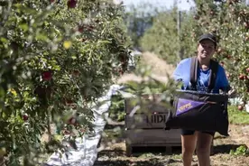 新西兰发放奖金鼓励本国公民从事水果采摘等季节工作图片