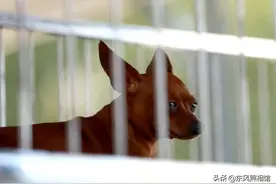 狗狗等主人，眼含泪光、宠物集市小可爱霸屏图片