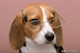狗会不会和主人产生误会，并记恨一辈子？图片