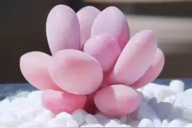 冬季一养就红的6种多肉，特别是最后一种图片