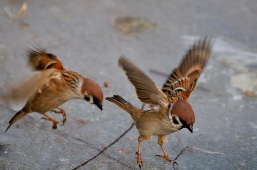 斗智斗勇"麻雀战"